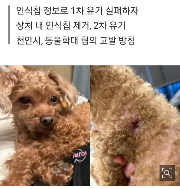 신박한 스토리 역대급 강아지 유기 사건 근황.jpg