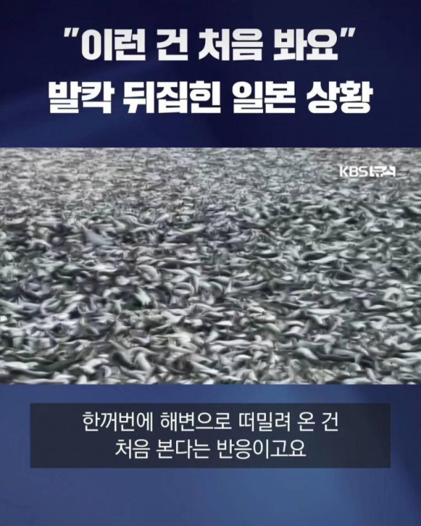 직딩유머 물고기 사체로 발칵 뒤집힌 일본 근황.jpg