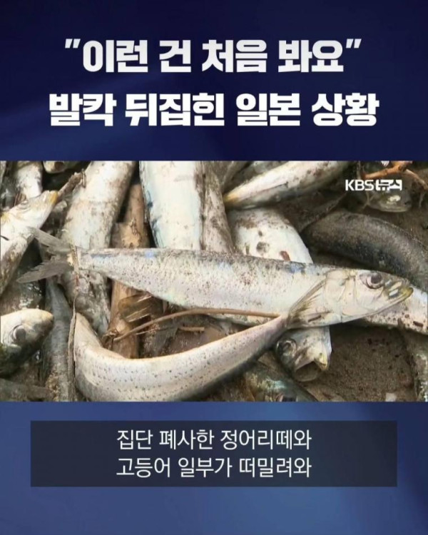 직딩유머 물고기 사체로 발칵 뒤집힌 일본 근황.jpg