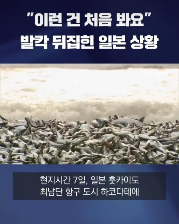 직딩유머 물고기 사체로 발칵 뒤집힌 일본 근황.jpg