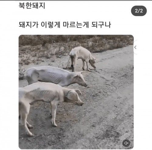 북한돼지 근황