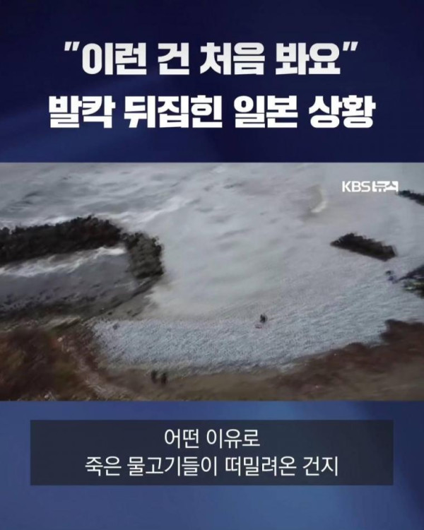 직딩유머 물고기 사체로 발칵 뒤집힌 일본 근황.jpg