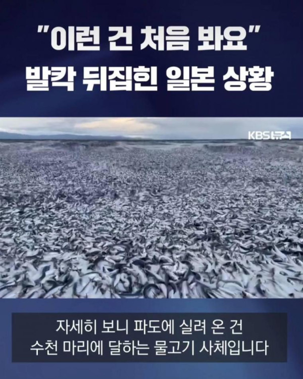 직딩유머 물고기 사체로 발칵 뒤집힌 일본 근황.jpg