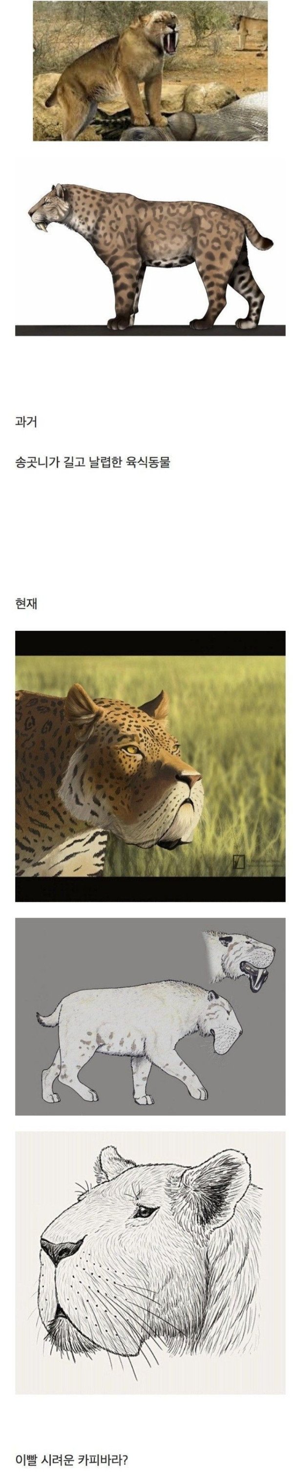 개꿀유머 검치호 복원 근황.jpg