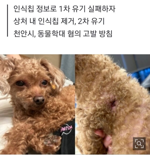 웃어봐  역대급 강아지 유기 사건 근황.jpg