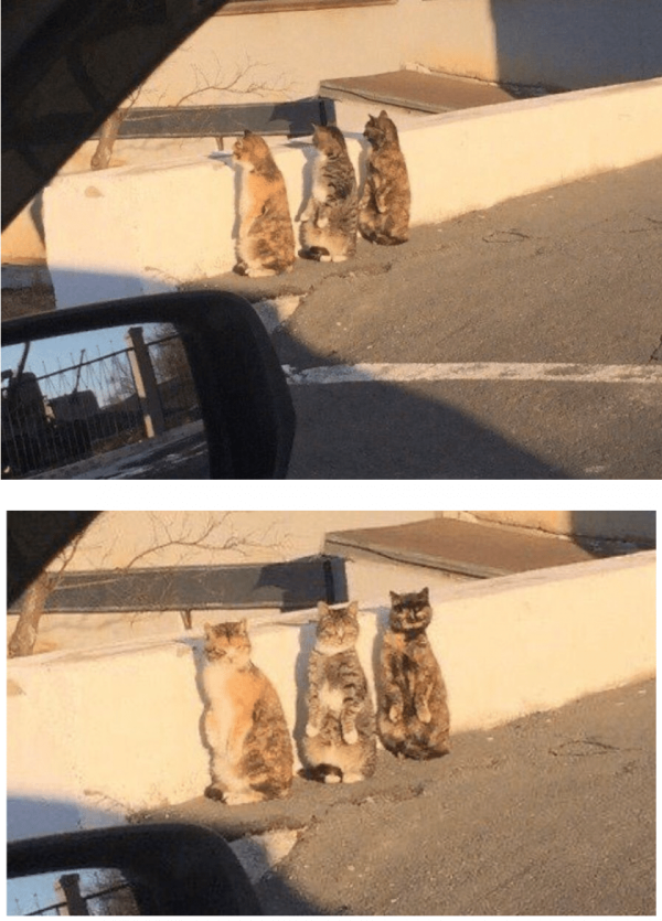잭팟유머 고양이들의 비밀.jpg