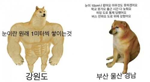 눈 왔을때 강원도와 부울경의 반응 차이