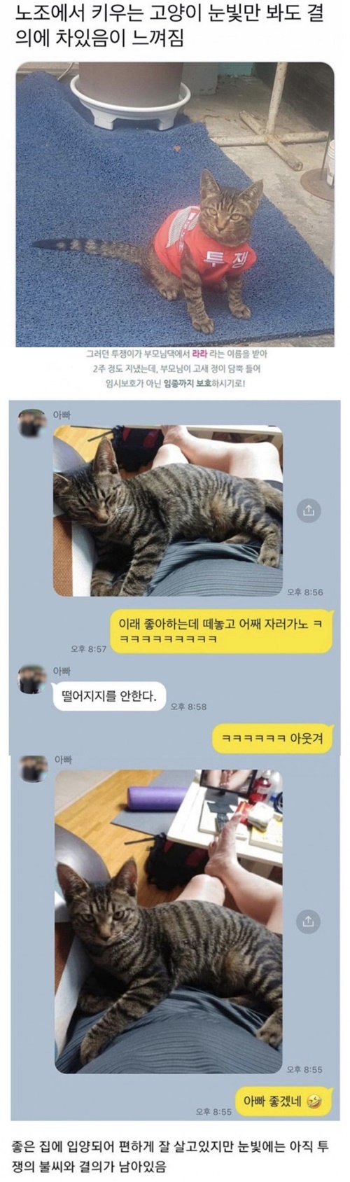 노조에서 키우는 투쟁 고양이