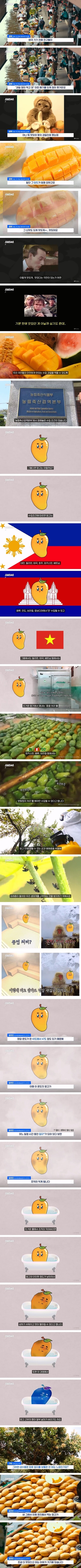 동남아에서 먹는 망고가 더 맛있는 이유